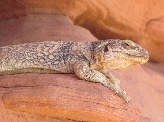 Chuckwalla